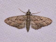 Eupithecia longidens