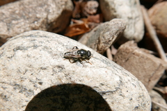 Merodon avidus