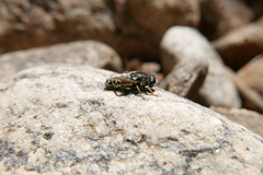 Merodon avidus