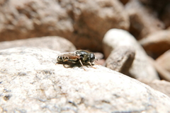 Merodon avidus