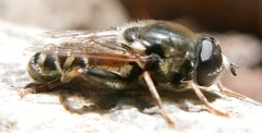 Merodon avidus
