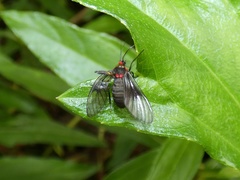 Pseudomya melanthoides