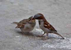 Passer domesticus