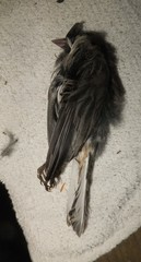 Junco hyemalis