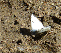 Pontia sisymbrii