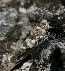 Oedipoda coerulea
