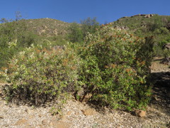Spinoliva ilicifolia