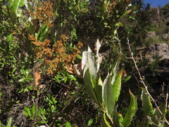 Spinoliva ilicifolia