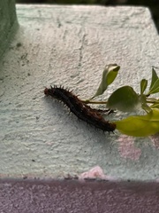 Nymphalidae