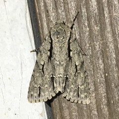 Acronicta lobeliae