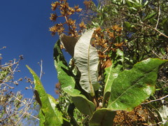 Spinoliva ilicifolia