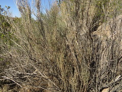 Mulguraea cinerascens