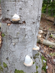 Fomes fomentarius