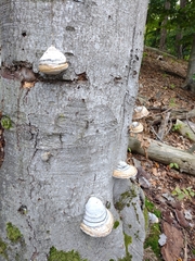 Fomes fomentarius
