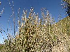 Mulguraea cinerascens