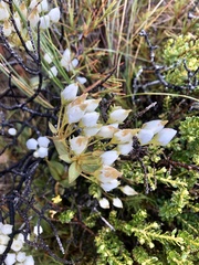 Gentianella montana montana