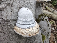 Fomes fomentarius