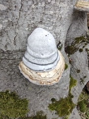Fomes fomentarius