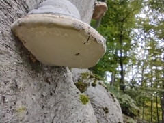 Fomes fomentarius