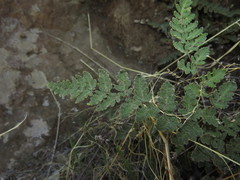 Cheilanthes hypoleuca