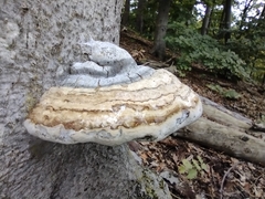 Fomes fomentarius