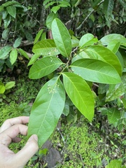 Nectandra coriacea