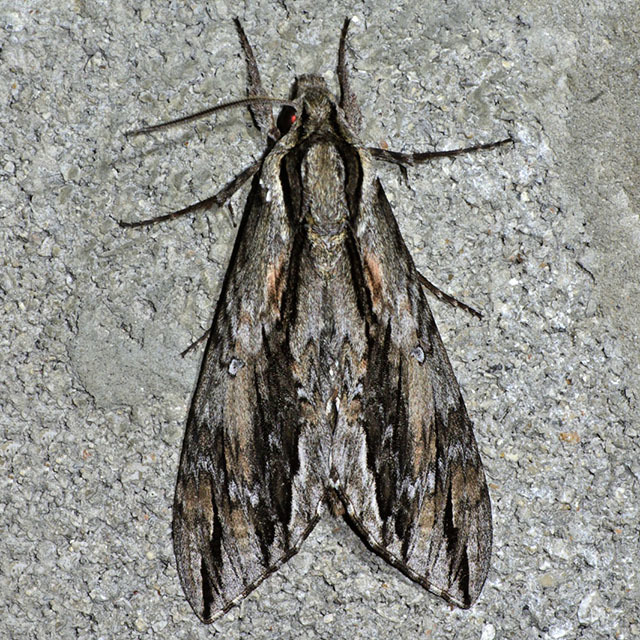 Vine Hawk-Moth (Moths of Singapore) · iNaturalist