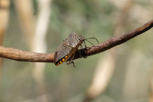 Stink bug photo 5