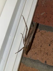 Neoconocephalus triops