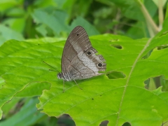 Euptychoides laccine