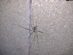 Phalangium opilio