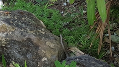 Cubophis vudii