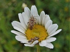Lygus