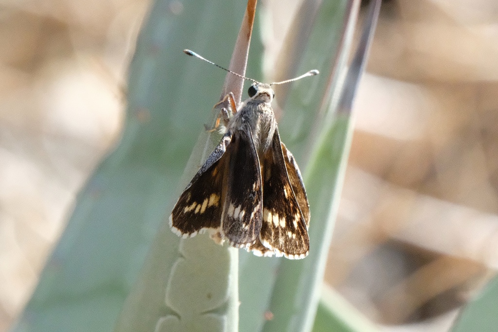 California Giant-Skipper