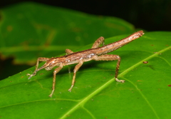 Canachus