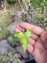 Bursera kerberi