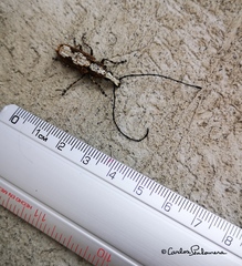 Ptychoderes rugicollis