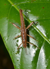 Canachus
