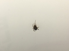 Steatoda