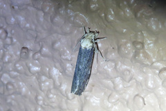Chionodes phalacra
