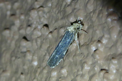 Chionodes phalacra