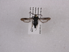 Paranthrene tabaniformis