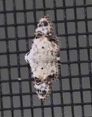 Araeopteron epiphracta