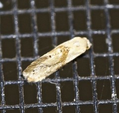 Eupoecilia acrographa