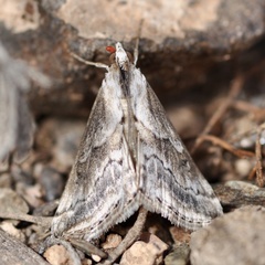 Evergestis dusmeti