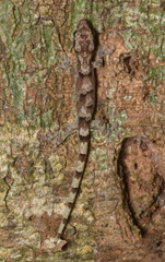 Bavayia