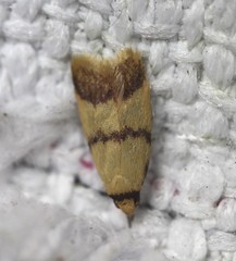 Heteroteucha anthodora