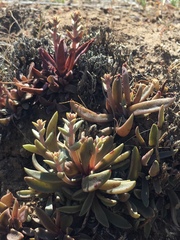 Dudleya parva