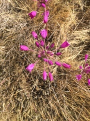 Allium peninsulare