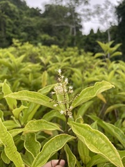 Miconia prasina